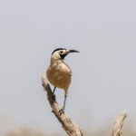 Xinjiang Ground Jay (image by Hannu Jännes)