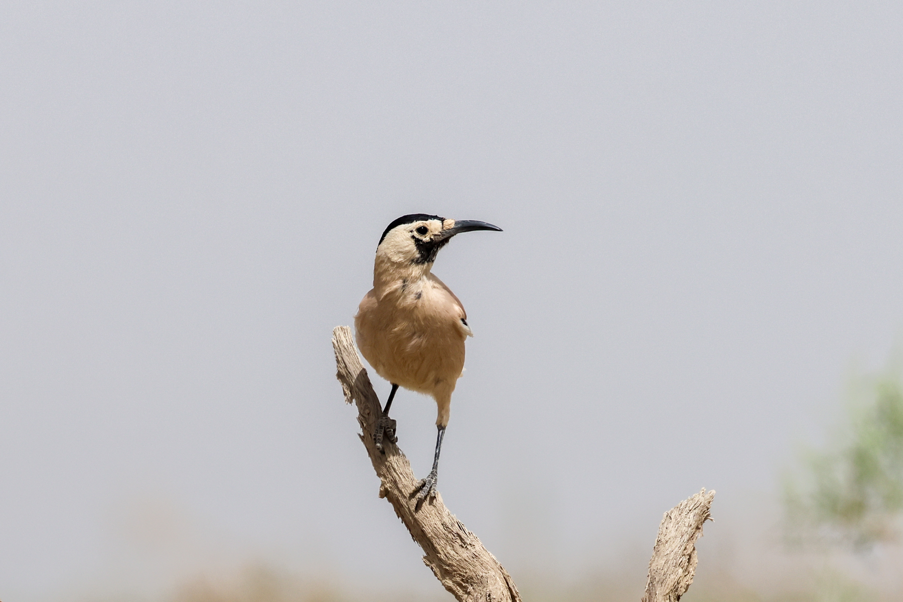 Xinjiang Ground Jay (image by Hannu Jännes)