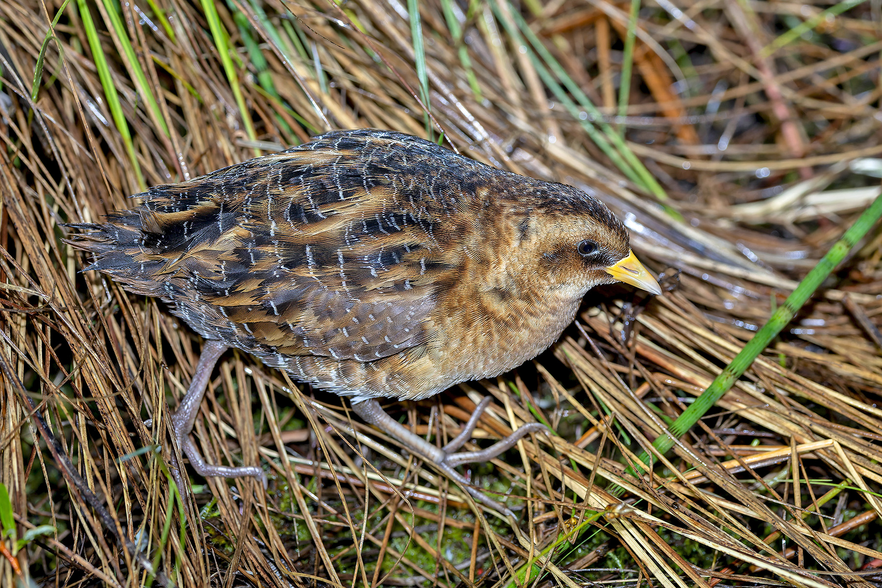 Yellow Rail (image by Pete Morris)
