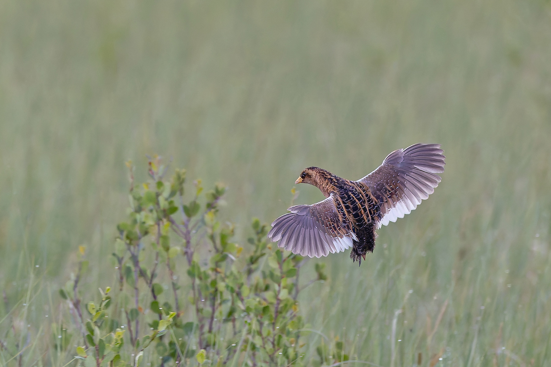 Yellow Rail (image by Pete Morris)