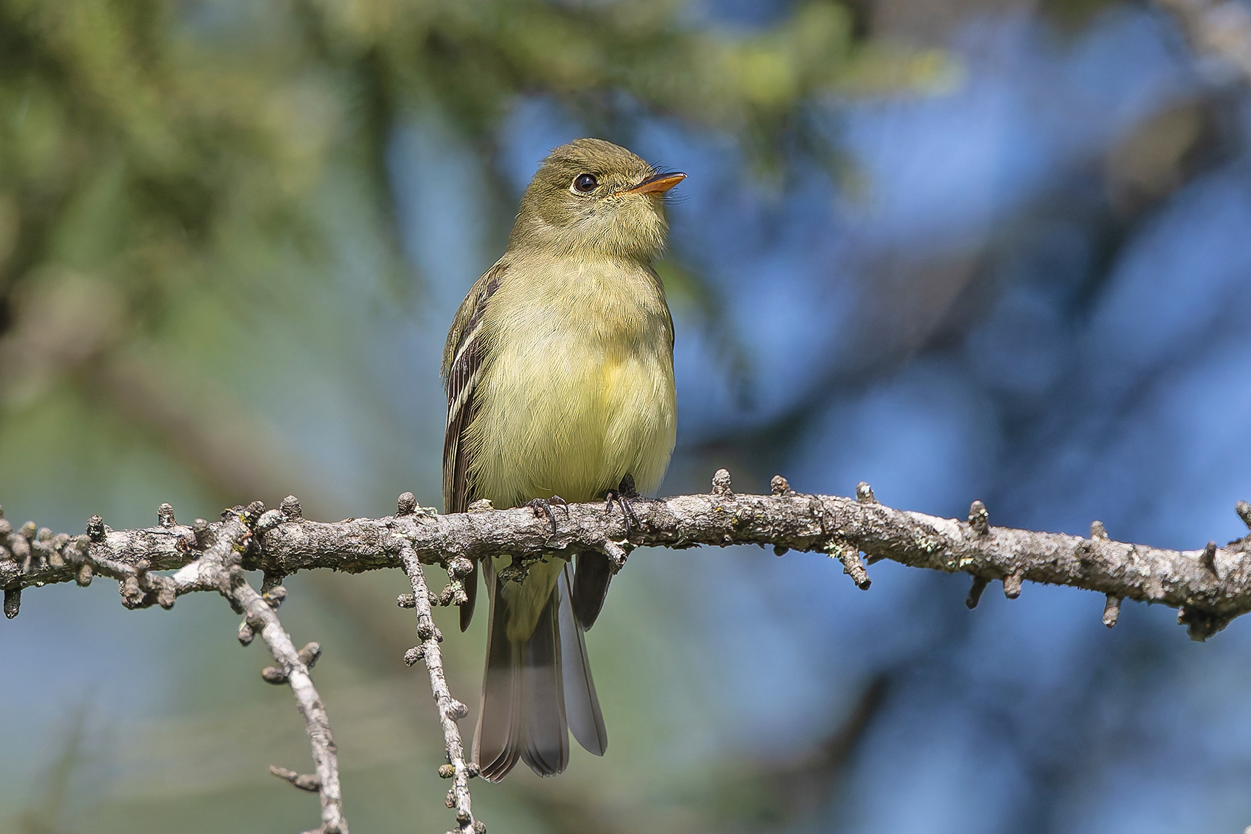 Yellow-bellied Flycatcher (image by Pete Morris)