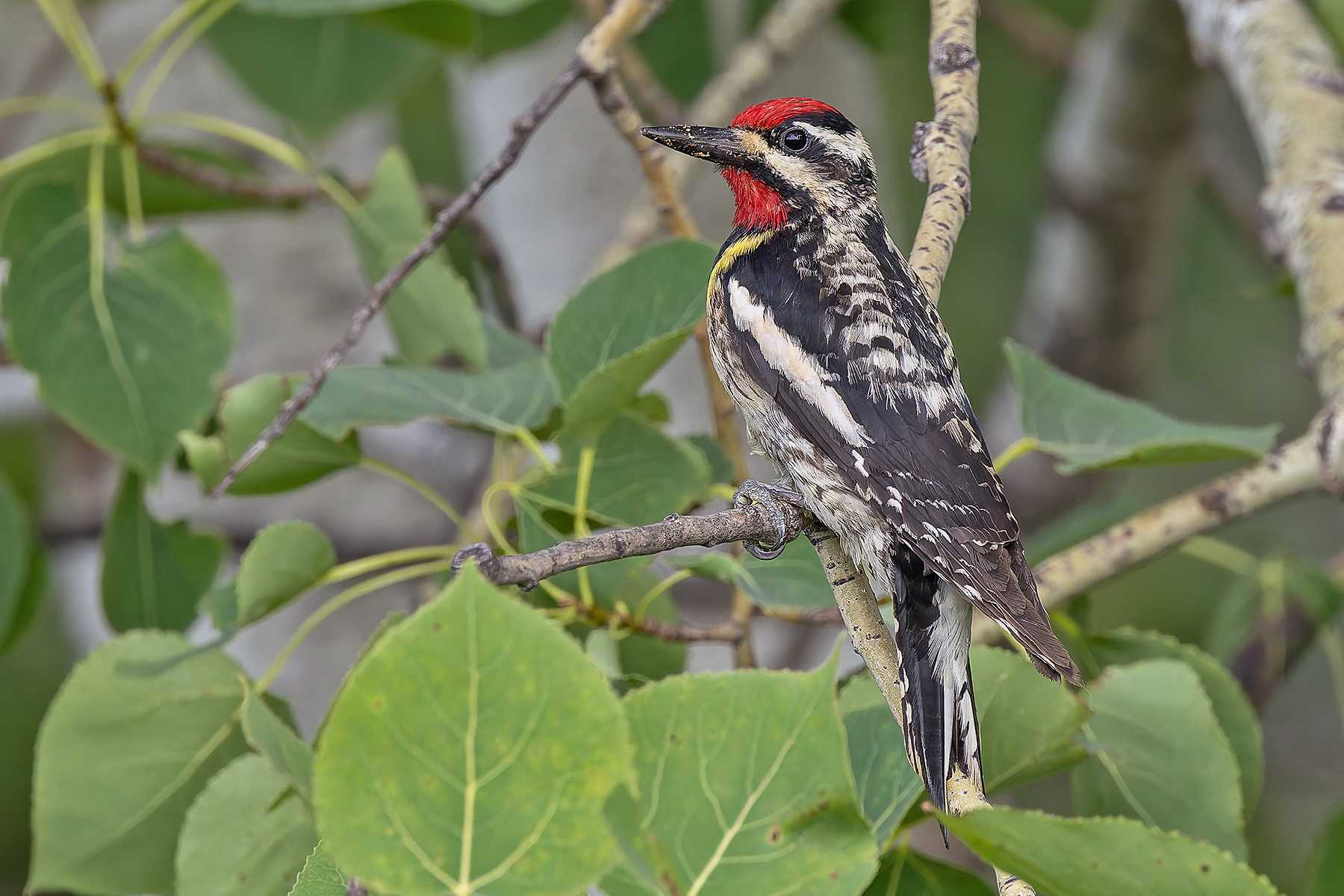 Yellow-bellied Sapsucker (image by Pete Morris)