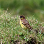 Yellow-breasted Bunting (image by Hannu Jännes)