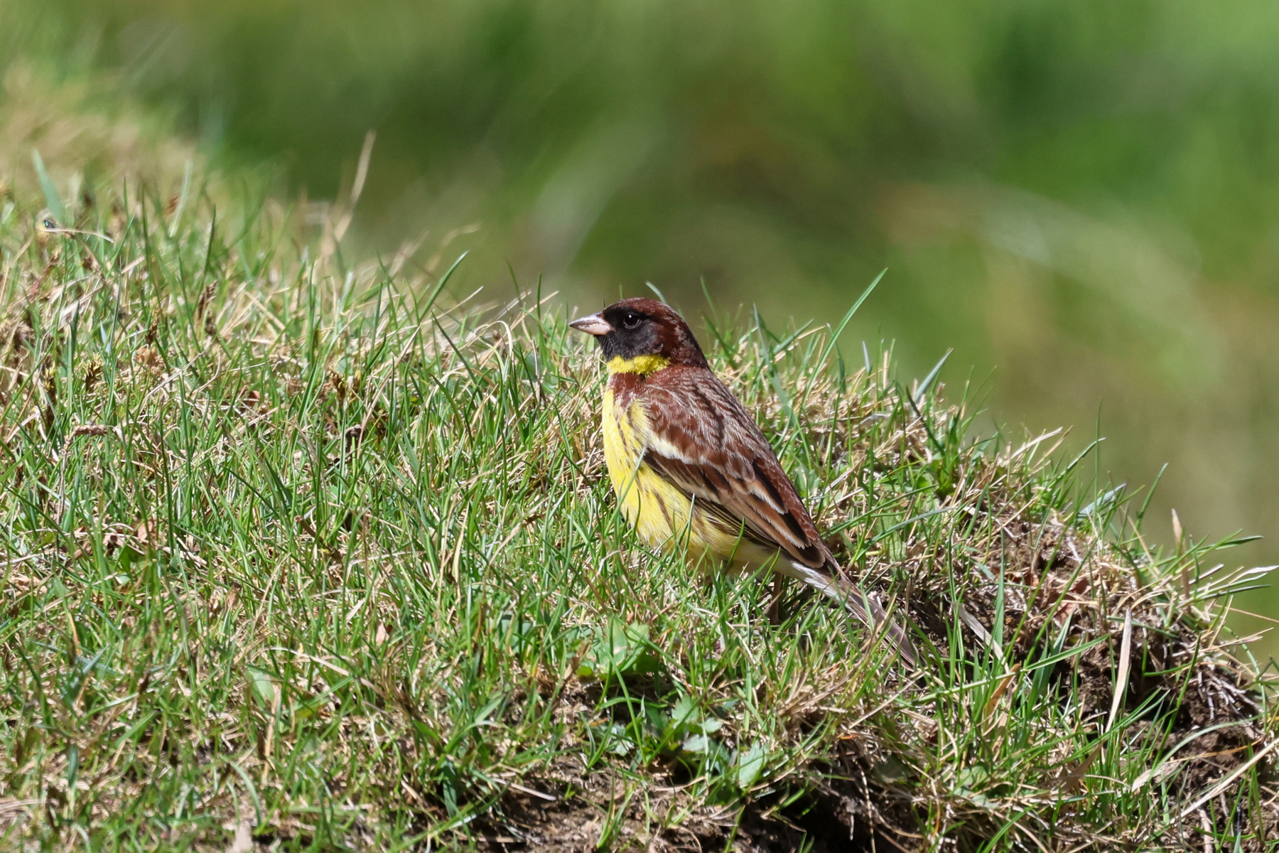 Yellow-breasted Bunting (image by Hannu Jännes)