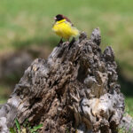 Yellow-breasted Bunting (image by Hannu Jännes)