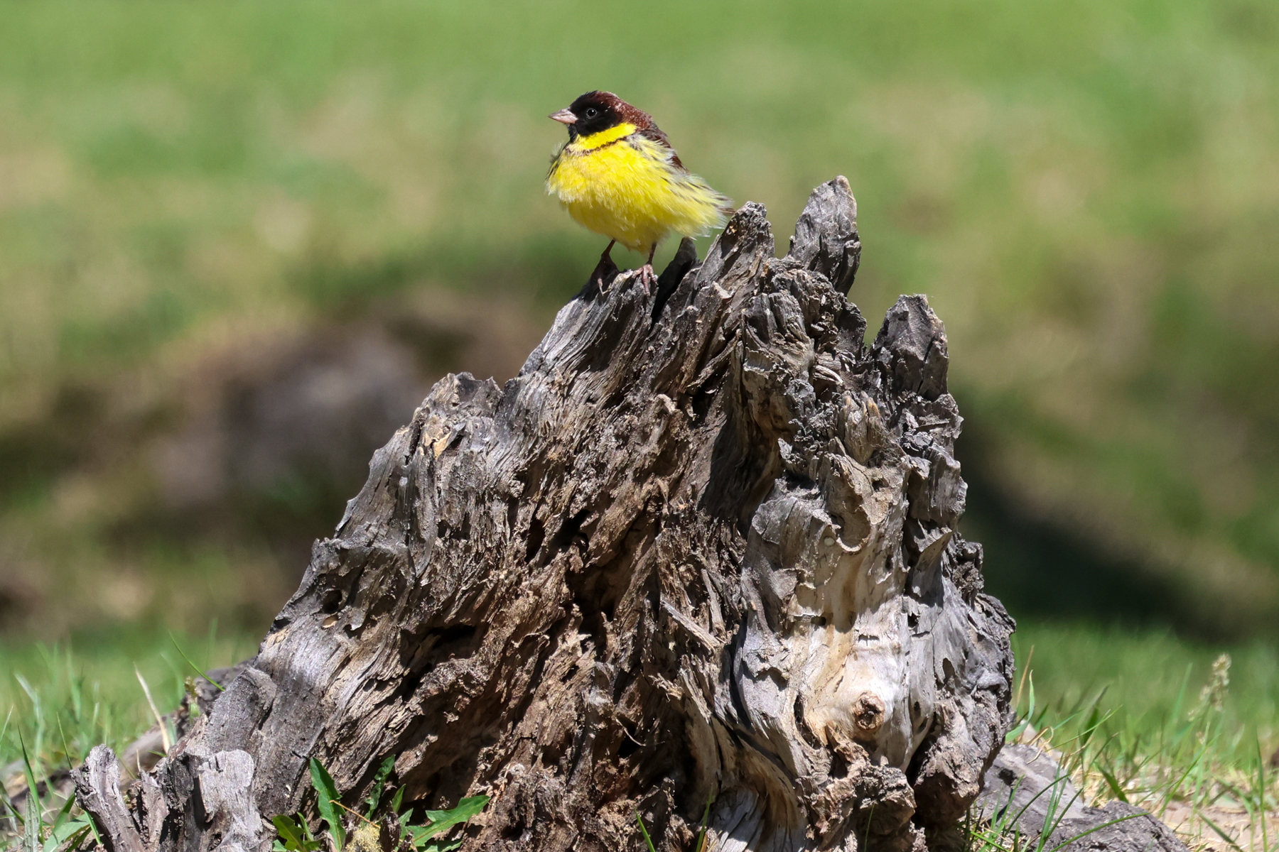 Yellow-breasted Bunting (image by Hannu Jännes)
