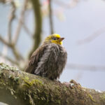 Yellow-rumped Honeyguide (image by Hannu Jännes)