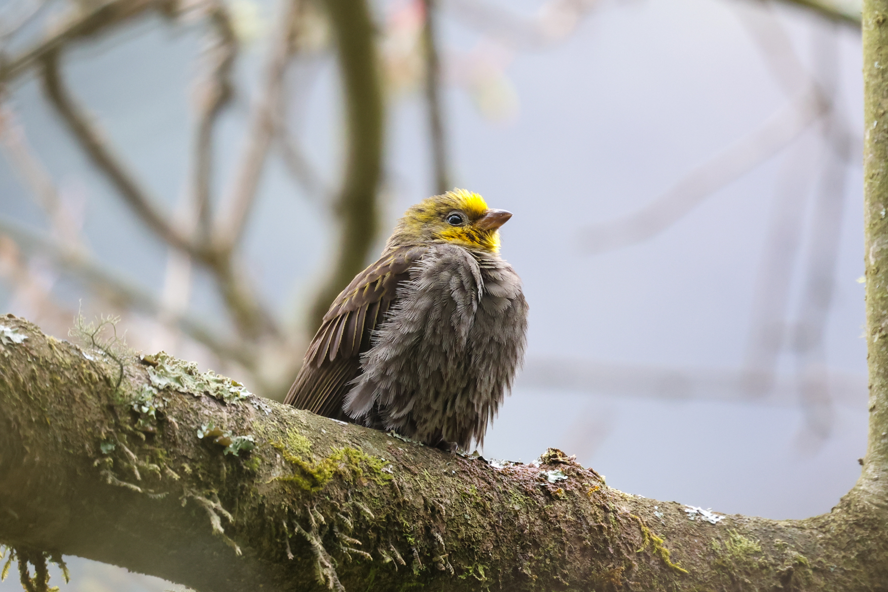 Yellow-rumped Honeyguide (image by Hannu Jännes)