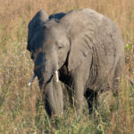 African Savanna Elephant (image by Mark Van Beirs)