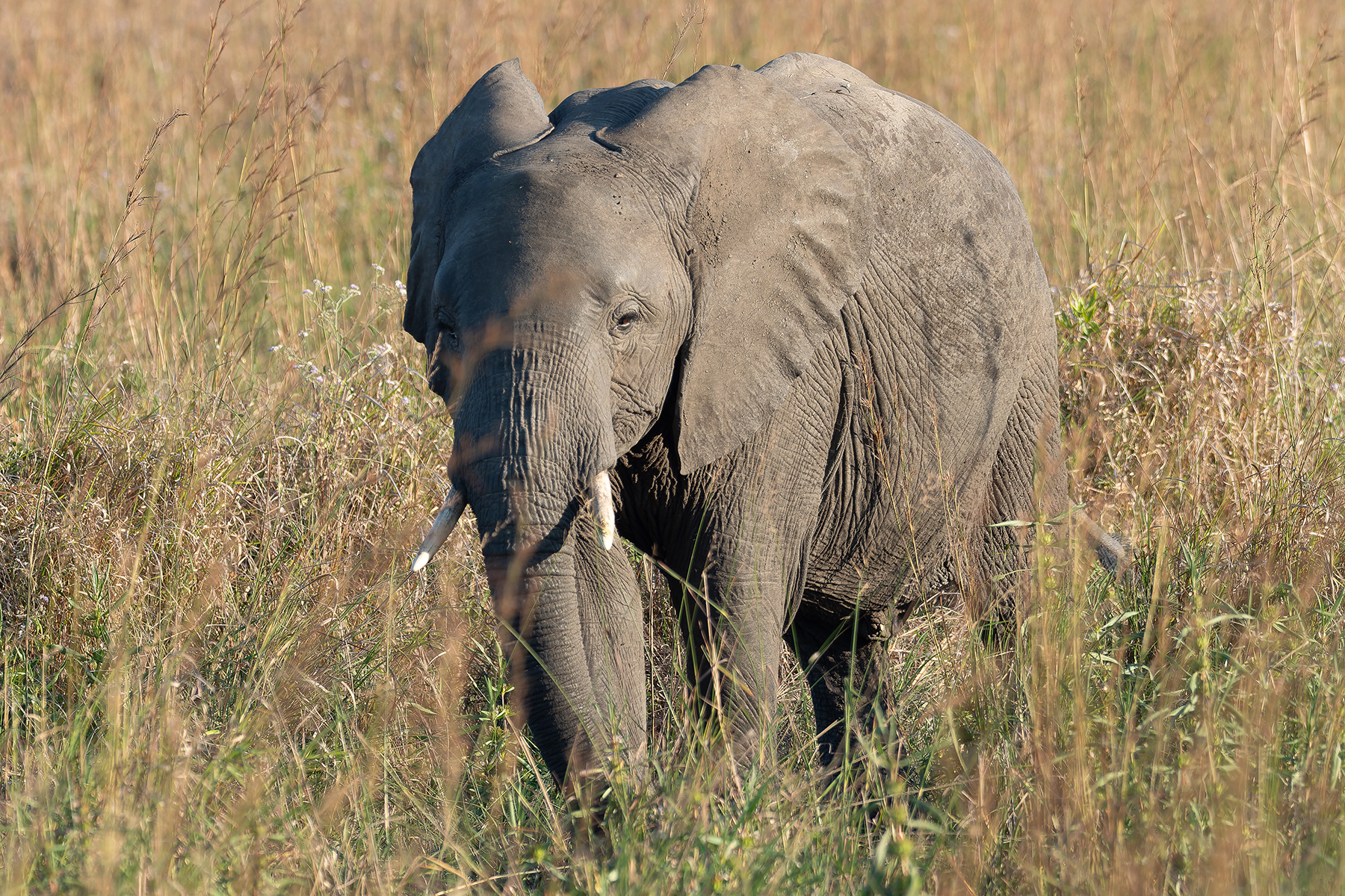 African Savanna Elephant (image by Mark Van Beirs)