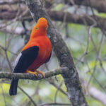 Andean Cock-of-the-Rock (image by Daniel Branch)