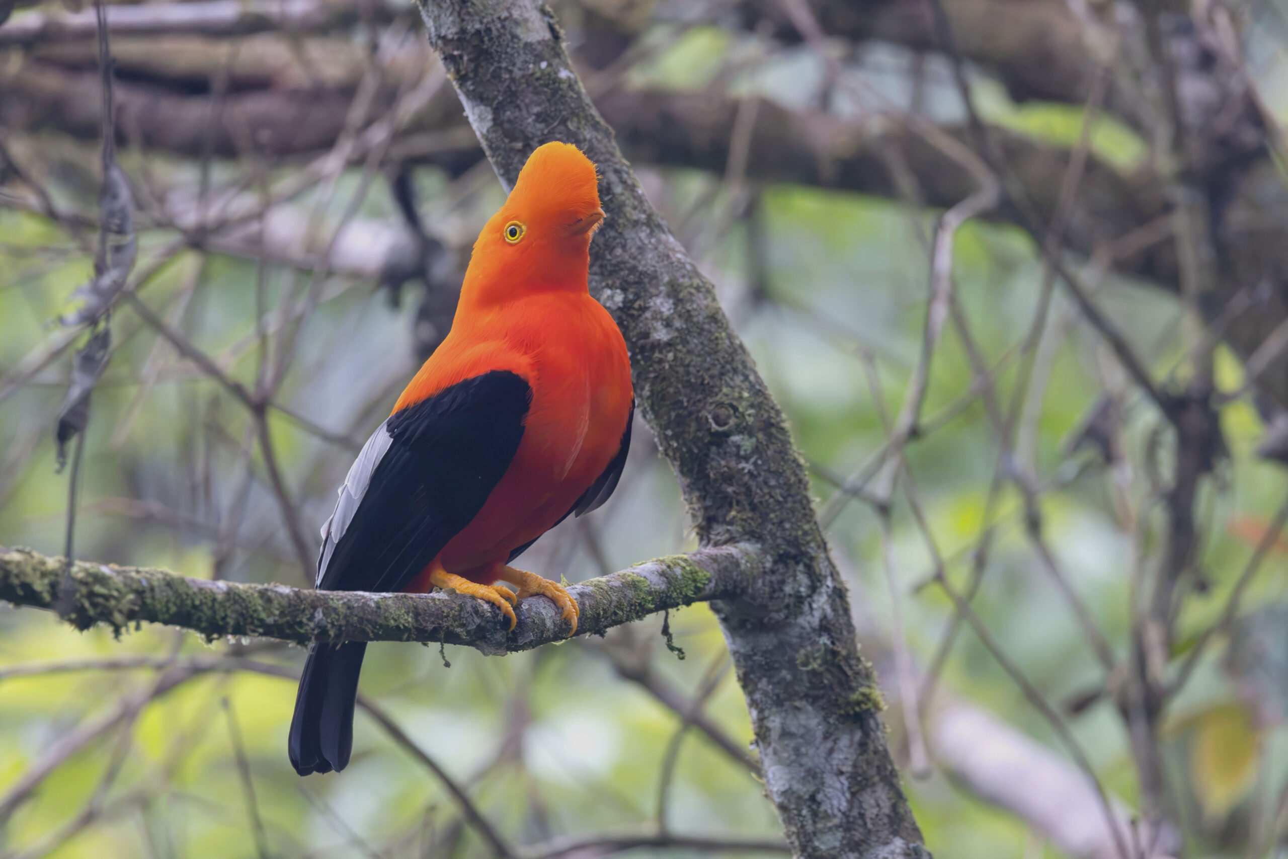 Andean Cock-of-the-Rock (image by Daniel Branch)