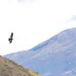 Andean Condor (image by Daniel Branch)