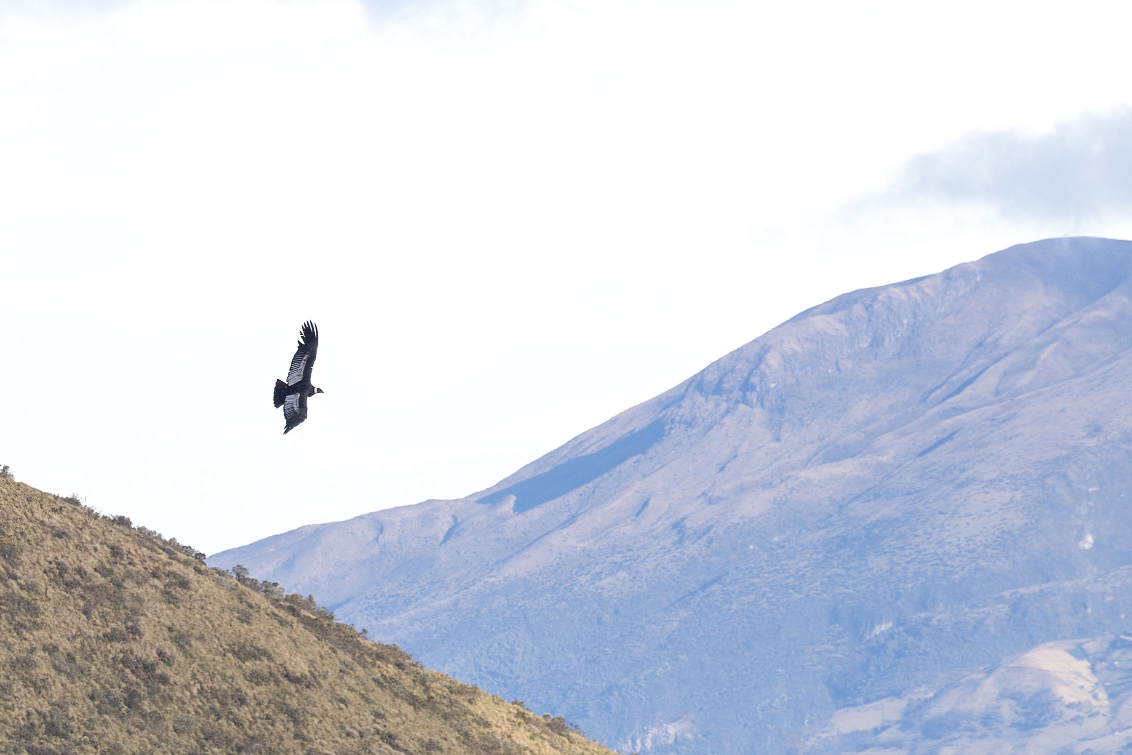 Andean Condor (image by Daniel Branch)