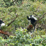 Angola Colobus (image by Mark Van Beirs)
