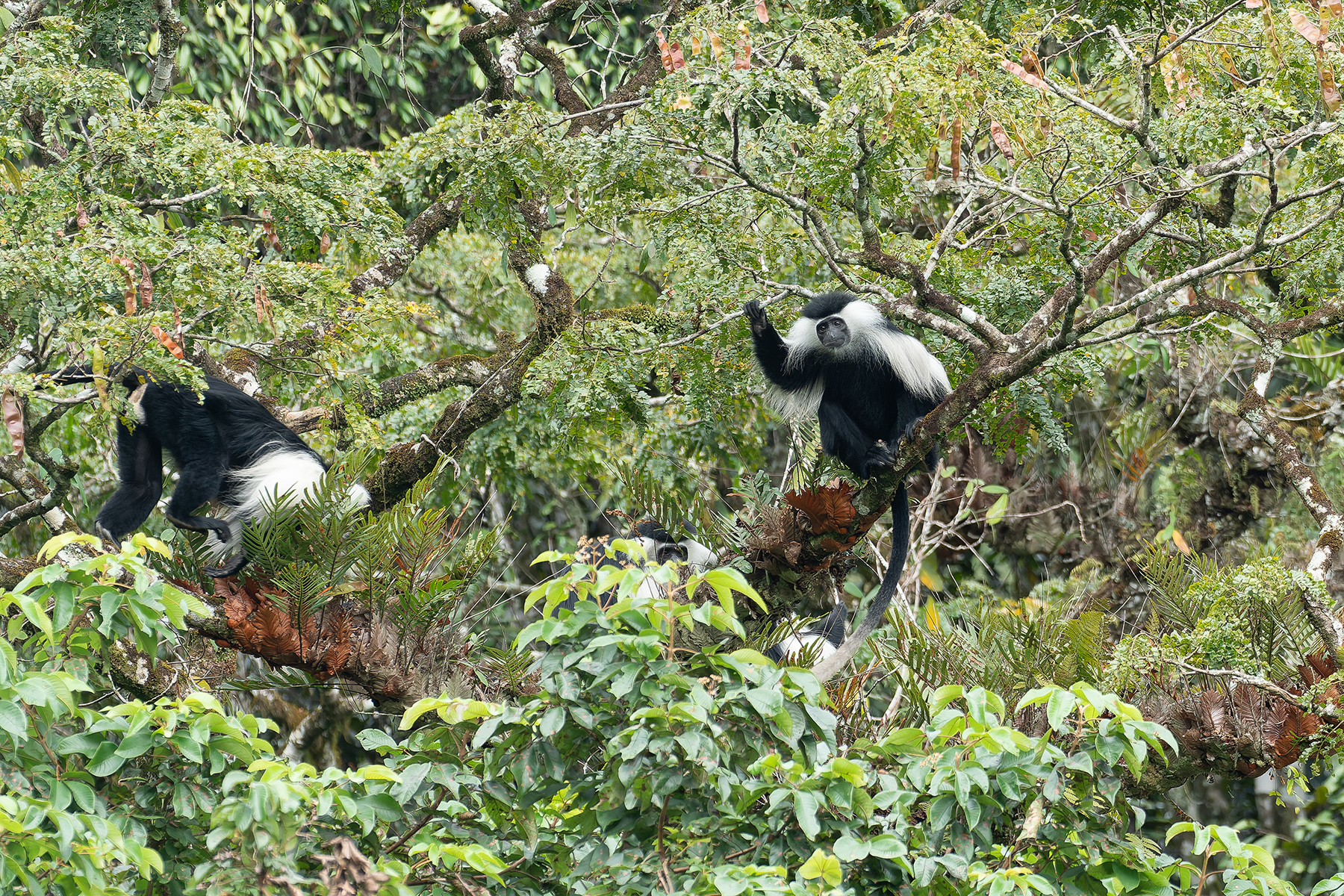 Angola Colobus (image by Mark Van Beirs)