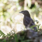 Archbold's Bowerbird (image by Dáni Balla)
