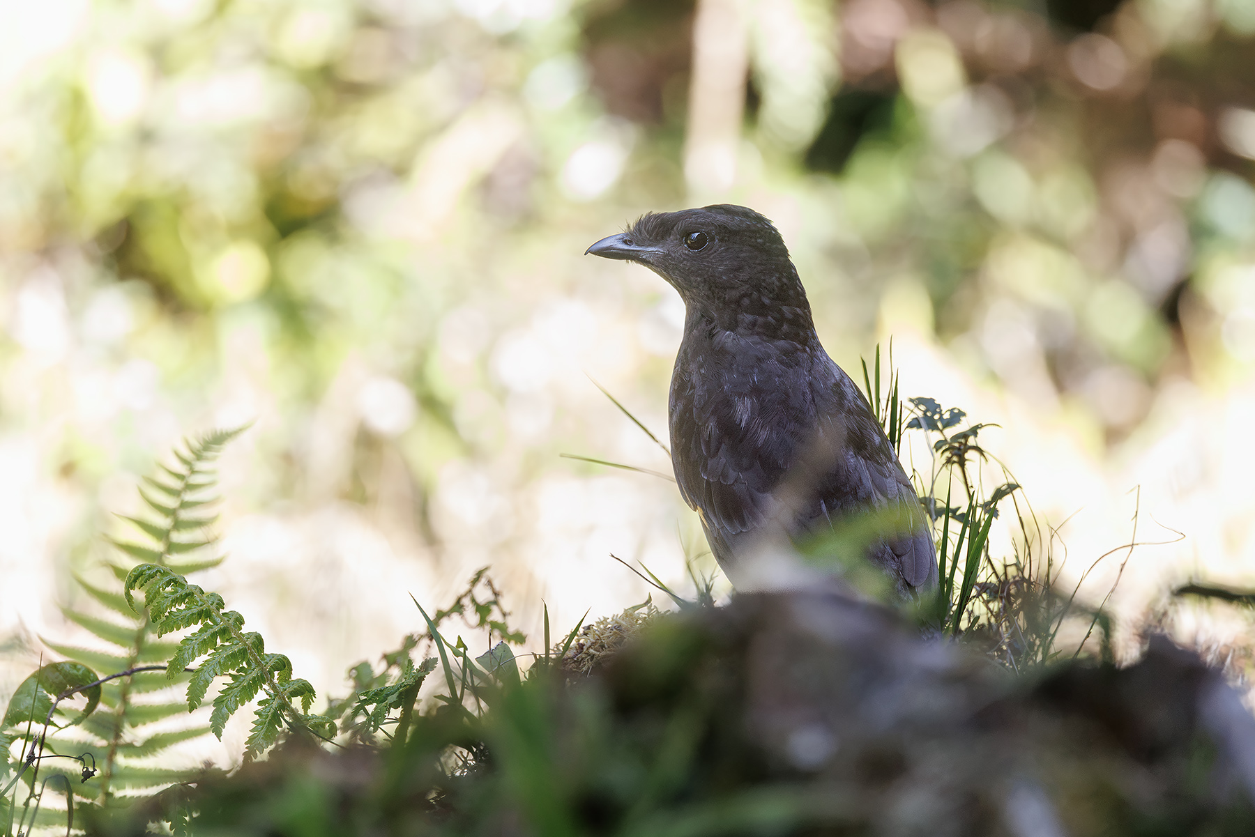 Archbold's Bowerbird (image by Dáni Balla)
