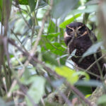 Band-bellied Owl (image by Daniel Branch)