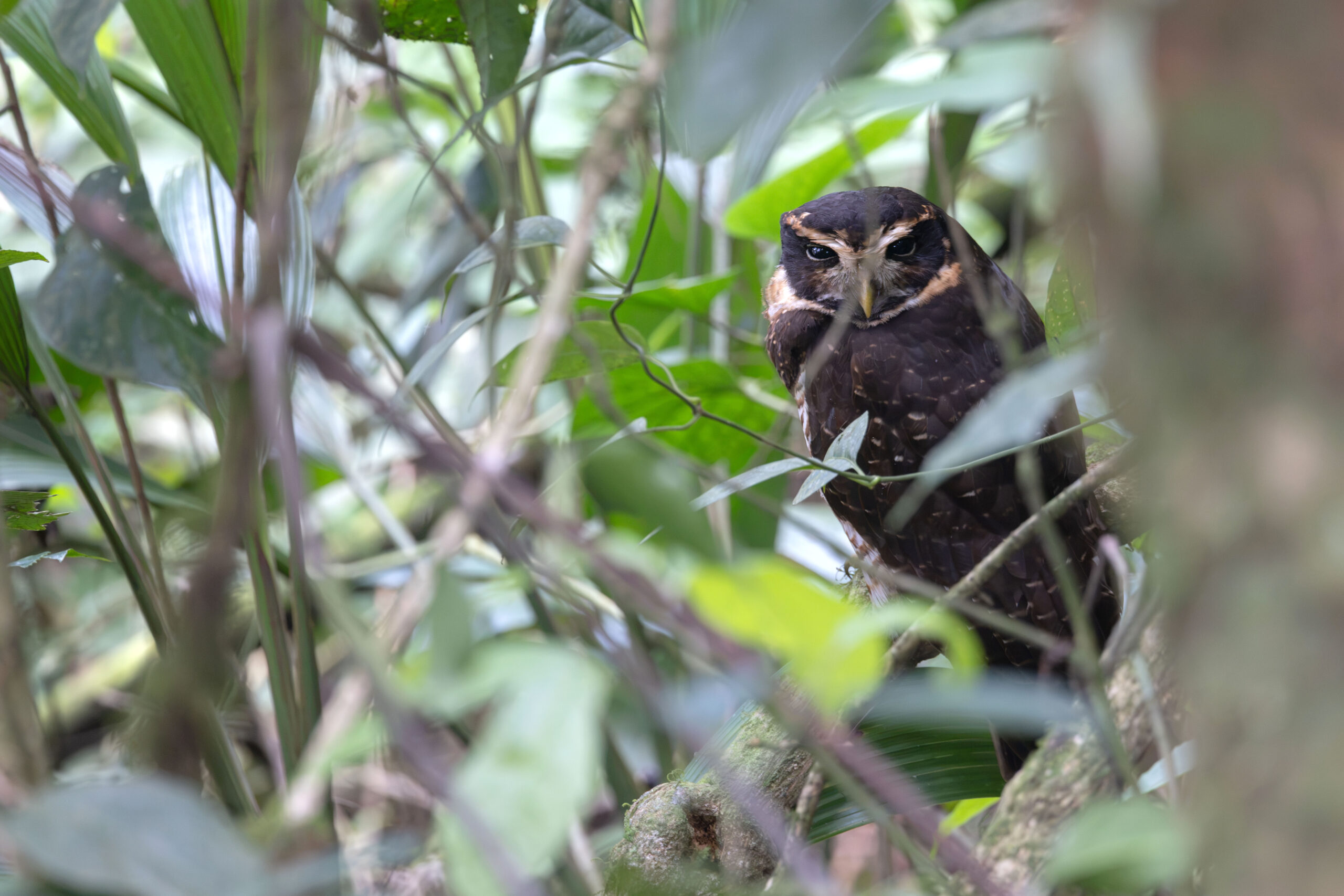 Band-bellied Owl (image by Daniel Branch)