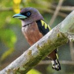 Banded Broadbill (image by Paul Ellis)