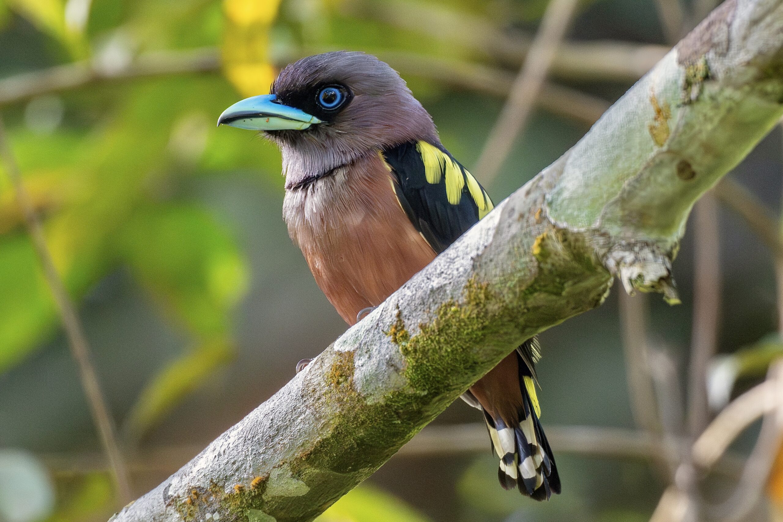 Banded Broadbill (image by Paul Ellis)