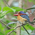male Banded Kingfisher (image by János Oláh)