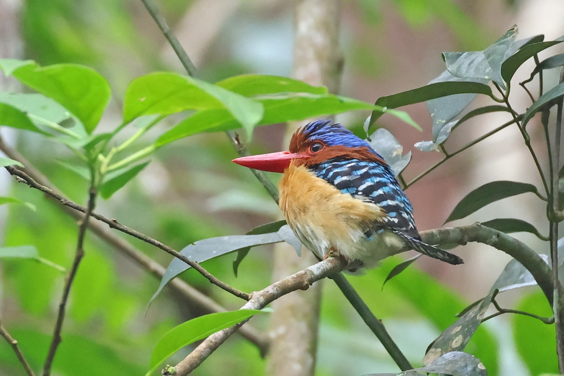 male Banded Kingfisher (image by János Oláh)