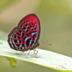 Banded Red Harlequin (image by János Oláh)