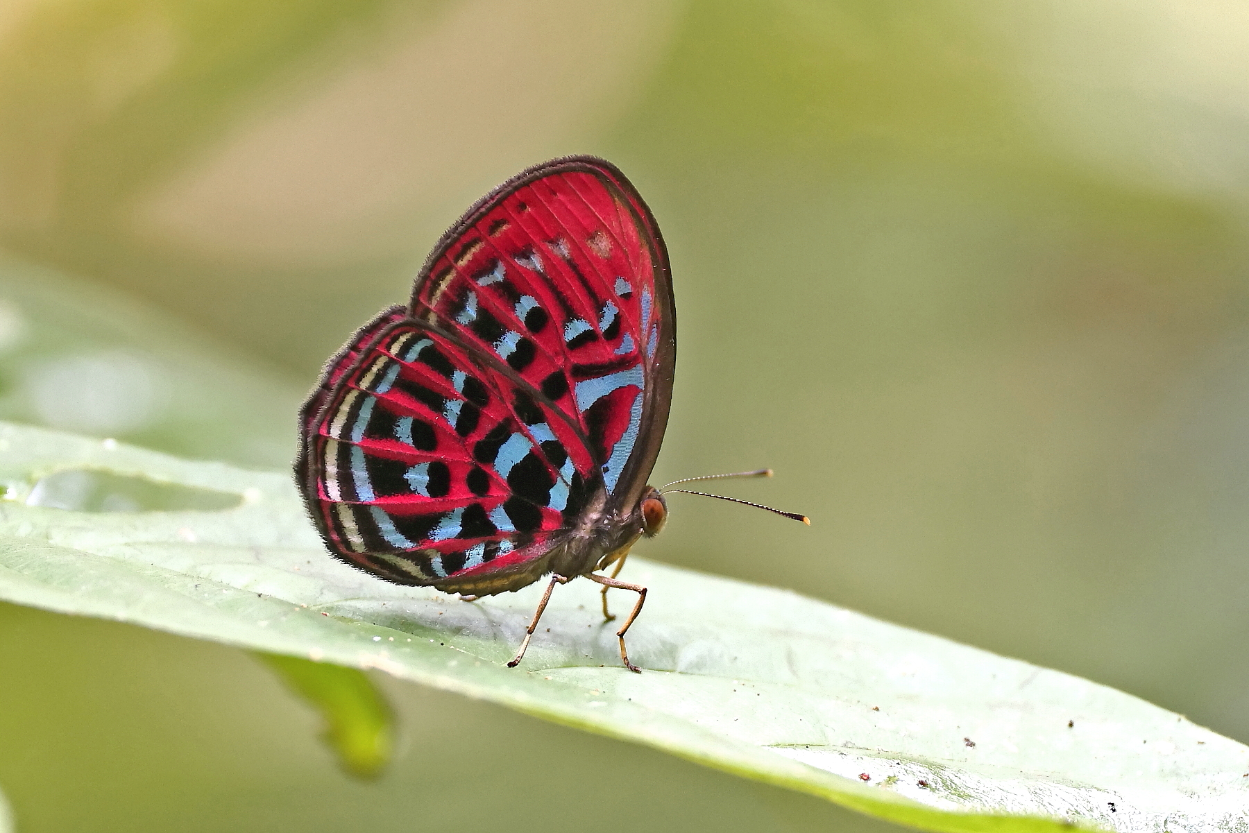 Banded Red Harlequin (image by János Oláh)