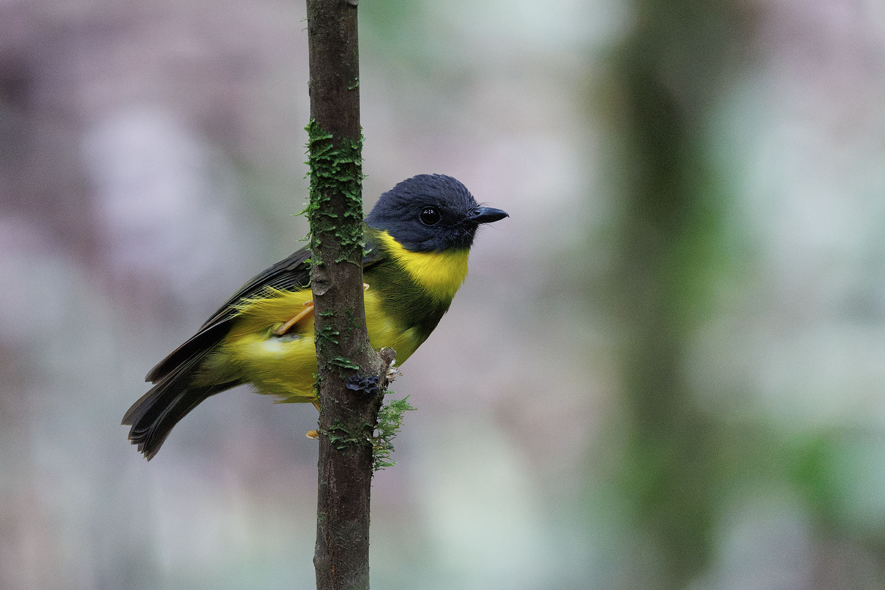 Banded Yellow Robin (image by Dáni Balla)