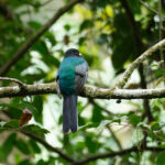 Bar-tailed Trogon (image by Mark Van Beirs)
