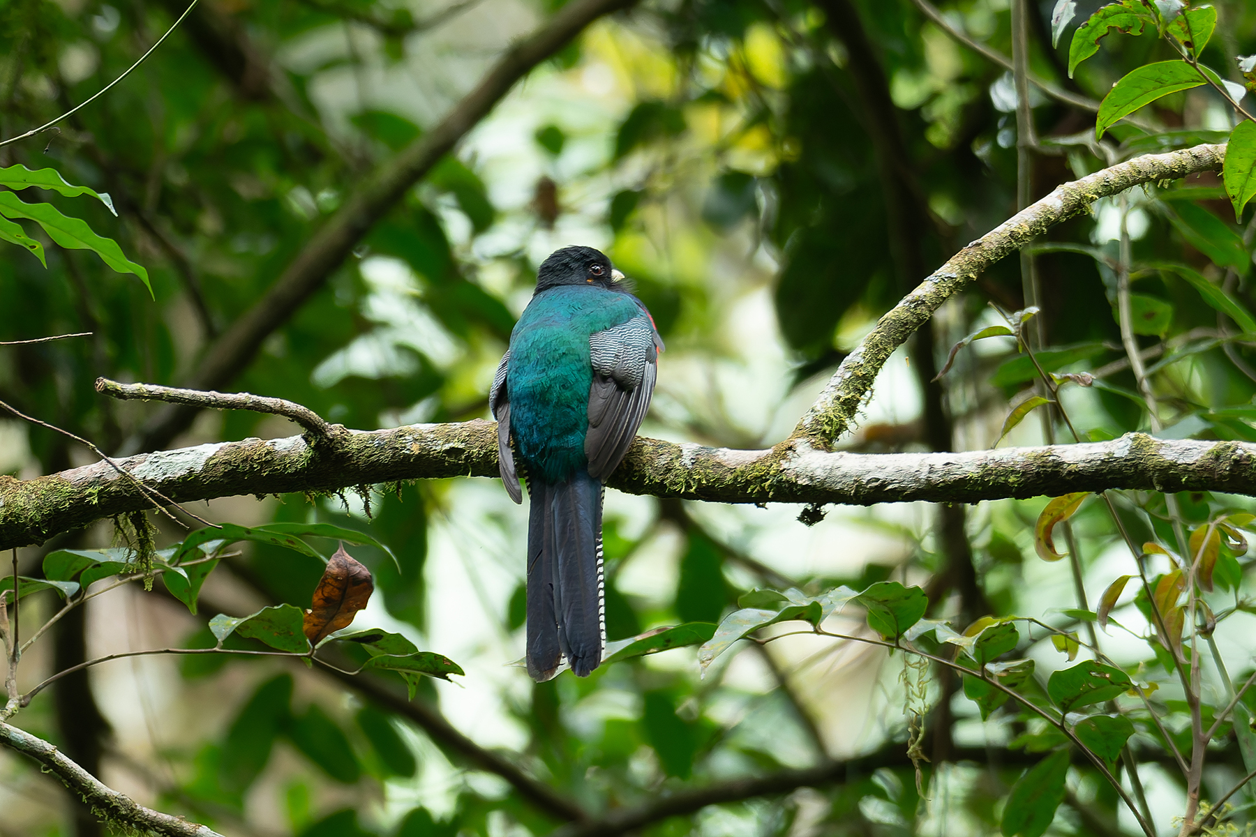Bar-tailed Trogon (image by Mark Van Beirs)