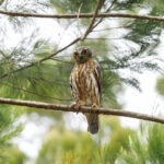 Barking Owl (image by Dani Balla)