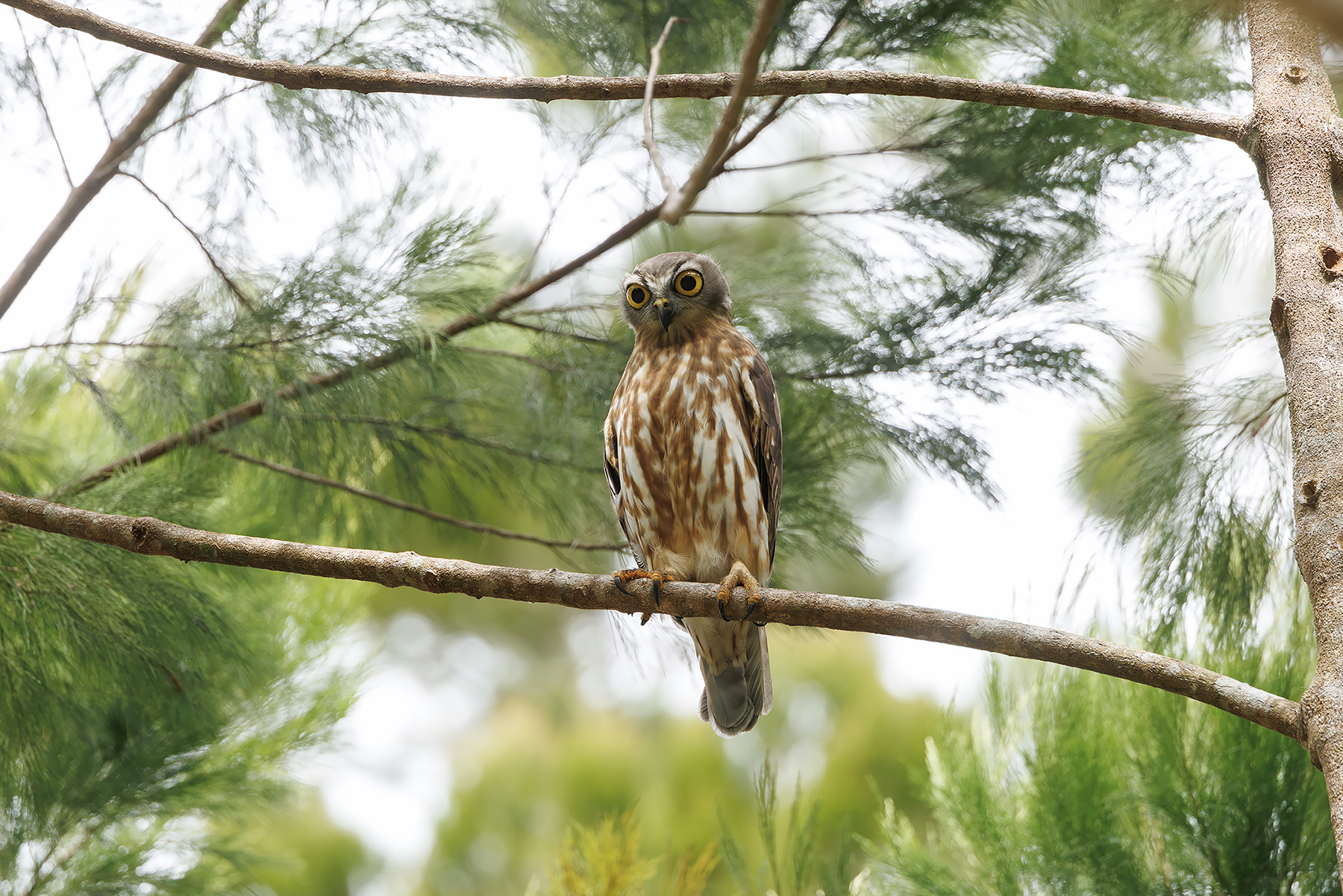 Barking Owl (image by Dani Balla)