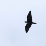 Bat Hawk (image by János Oláh)
