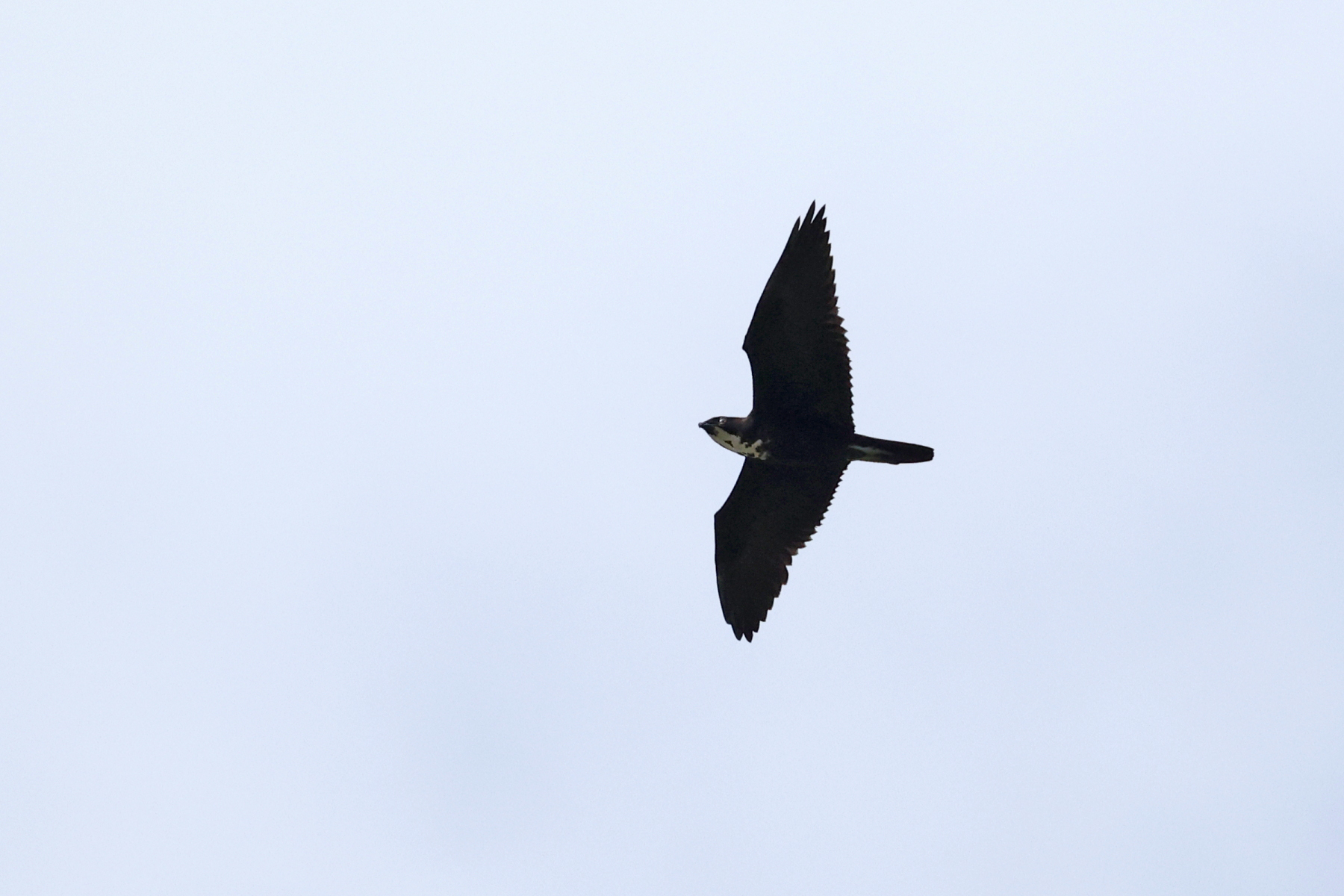 Bat Hawk (image by János Oláh)