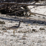 Beach Stone-curlew (image by Dáni Balla)