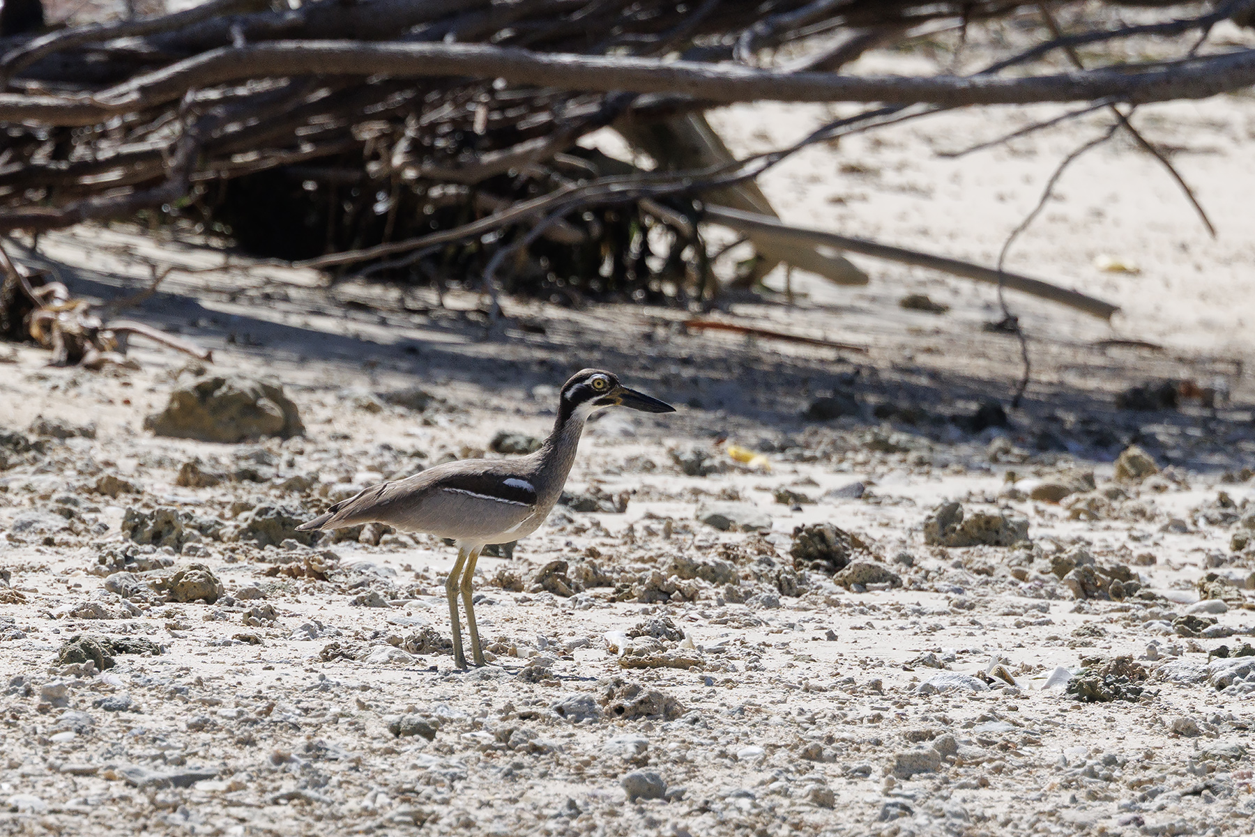 Beach Stone-curlew (image by Dáni Balla)