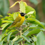 Bertram's Weaver (image by Mark Van Beirs)