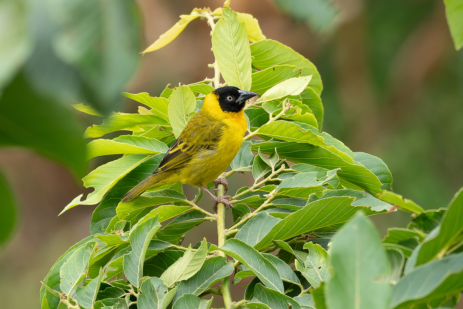Bertram's Weaver (image by Mark Van Beirs)