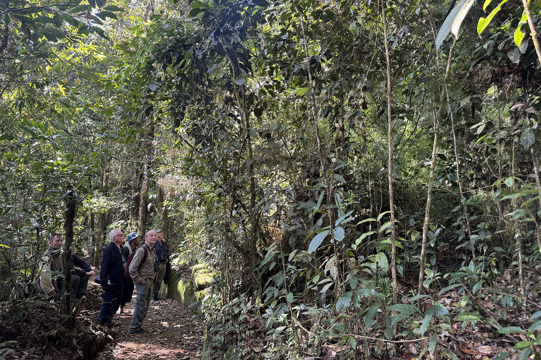 Birding at Rondon Ridge (image by Dáni Balla)