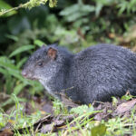 Black Agouti (image by Daniel Branch)