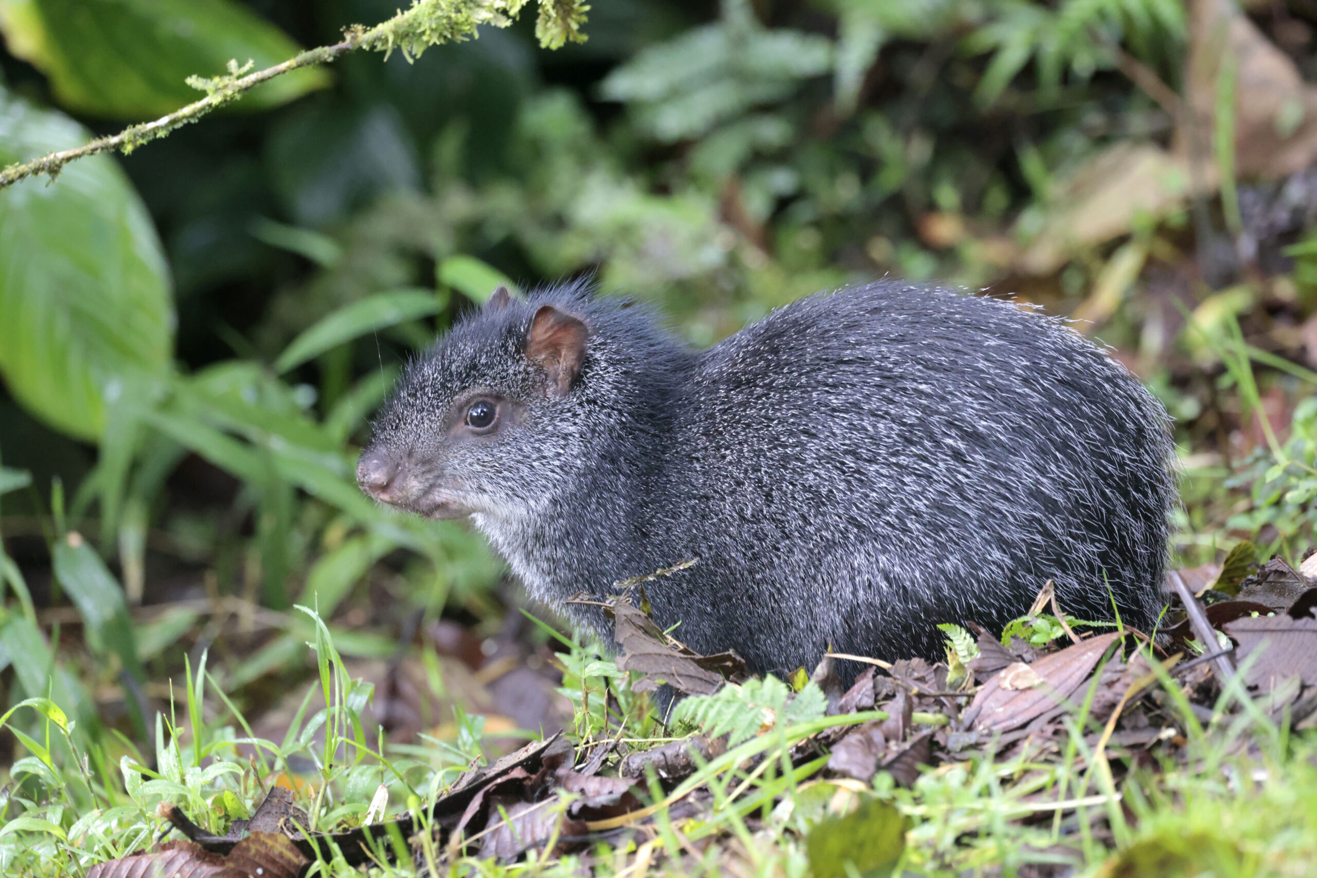Black Agouti (image by Daniel Branch)