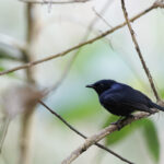 Black Berrypecker (image by Dáni Balla)