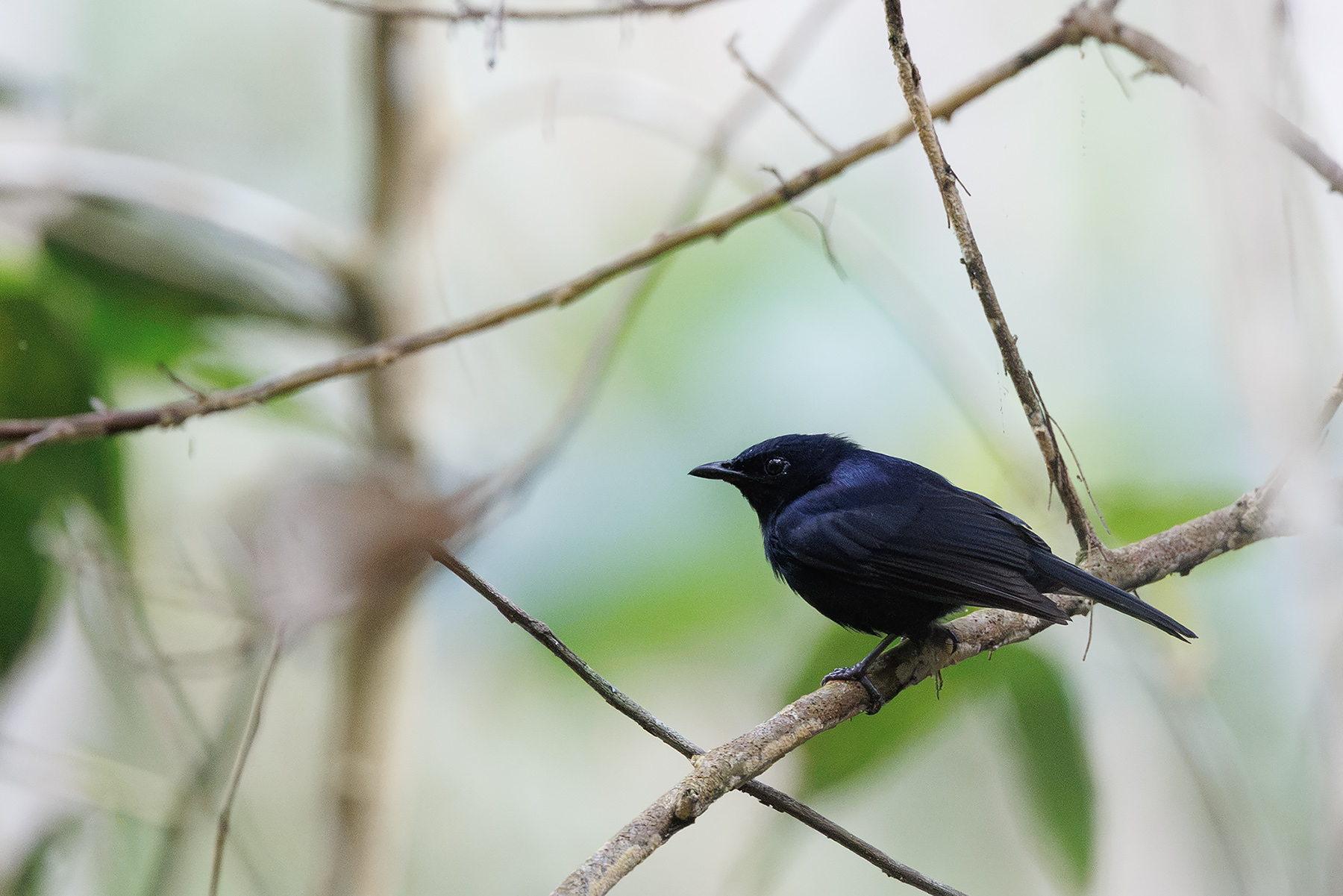 Black Berrypecker (image by Dáni Balla)