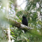 Black Pitohui (image by Dáni Balla)