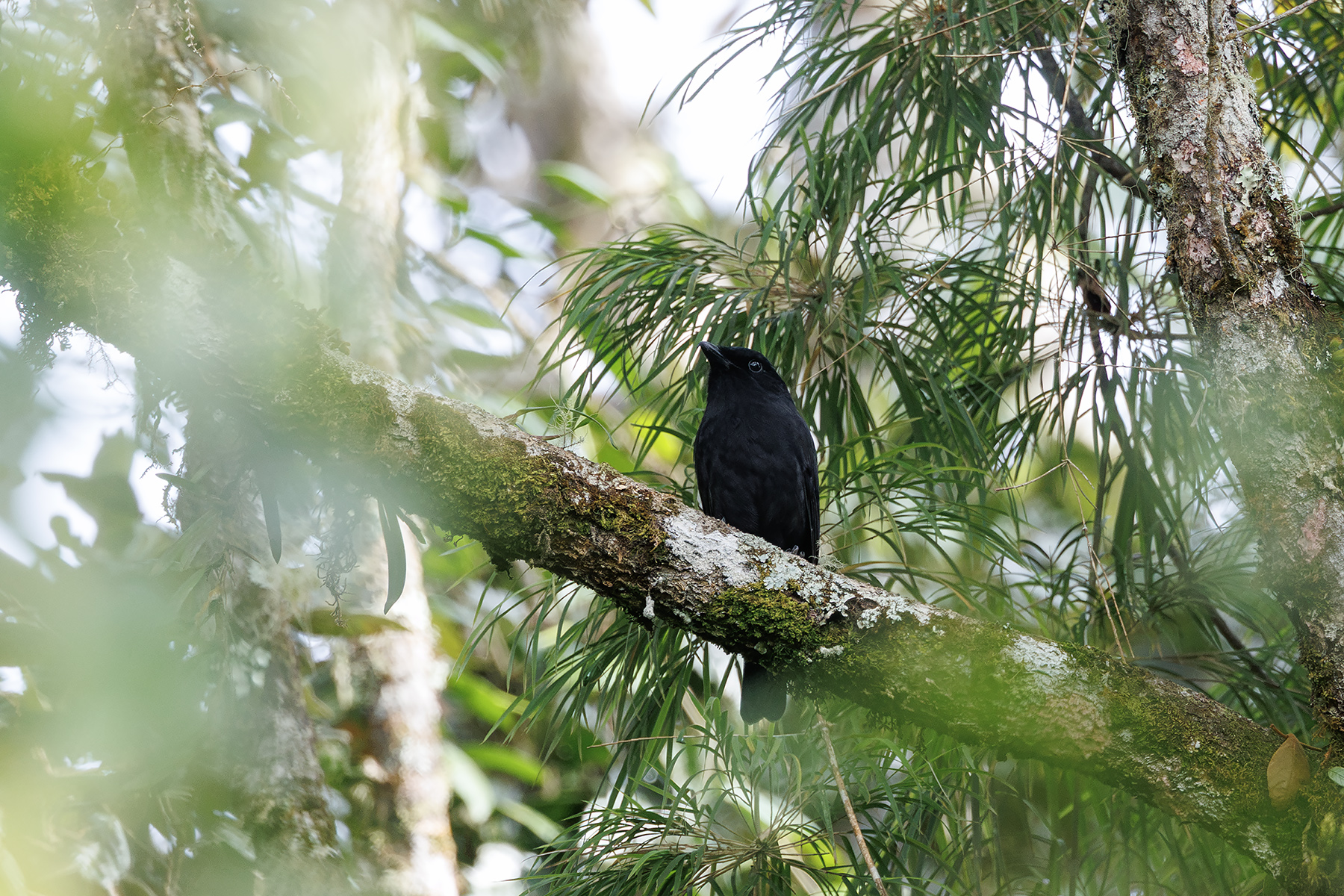 Black Pitohui (image by Dáni Balla)