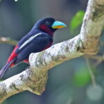 Black-and-red Broadbill (image by János Oláh)