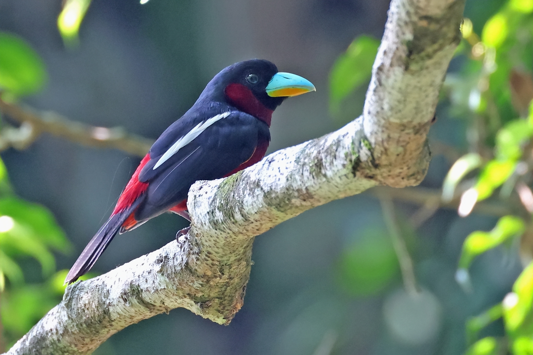 Black-and-red Broadbill (image by János Oláh)
